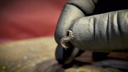 Piercing SPINE CRAWLER